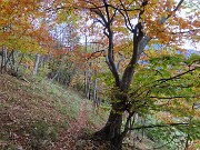 65 Sul sent. 234 nel bosco colorato d'autunno